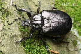 Attēlu rezultāti vaicājumam “Osmoderma barnabita”