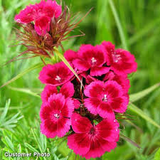 Image result for Dianthus barbatus