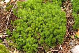 Attēlu rezultāti vaicājumam “Polytrichum formosum”