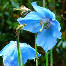 Attēlu rezultāti vaicājumam “Papaveraceae”