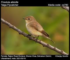 Image result for Ficedula albicilla