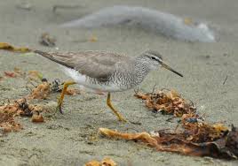 Image result for Tringa brevipes