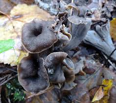 Attēlu rezultāti vaicājumam “Cratarellus cornucopioides”