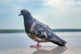 Attēlu rezultāti vaicājumam “Certhia familiaris adult”