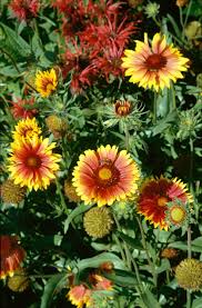 Image result for Gaillardia `Kobold`