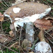 Attēlu rezultāti vaicājumam “Amanita excelsa”