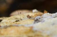 Attēlu rezultāti vaicājumam “Paradiacheopsis rigida spores”