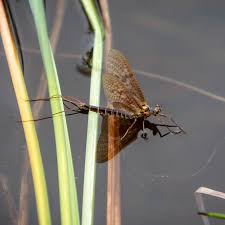 Attēlu rezultāti vaicājumam “Ephemera vulgata”