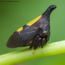 Attēlu rezultāti vaicājumam “Membracidae”