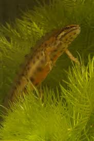 Attēlu rezultāti vaicājumam “Triturus vulgaris female”