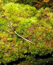 Attēlu rezultāti vaicājumam “Dicranum montanum var. truncicolum”