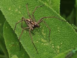 Attēlu rezultāti vaicājumam “Pisaura mirabilis male”