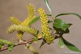 Attēlu rezultāti vaicājumam “Salix alba”