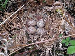 Attēlu rezultāti vaicājumam “Scolopax rusticola nest”