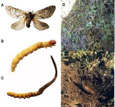 Attēlu rezultāti vaicājumam “Hepialidae”