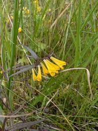 Attēlu rezultāti vaicājumam “Melampyrum sylvaticum flower”