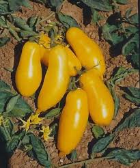 Afbeeldingsresultaat voor banana legs tomato