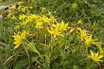 Attēlu rezultāti vaicājumam “Gagea pratensis flower”