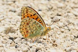 Attēlu rezultāti vaicājumam “Argynnis niobe underside”