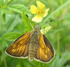 Attēlu rezultāti vaicājumam “Ochlodes sylvanus female”