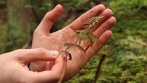 Attēlu rezultāti vaicājumam “Hylocomium splendens sporophyte”