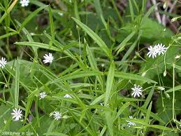 Attēlu rezultāti vaicājumam “Stellaria holostea leaf”