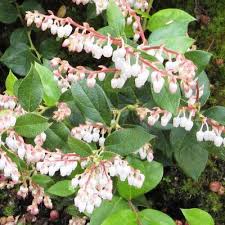 Attēlu rezultāti vaicājumam “Gaultheria cuneata”