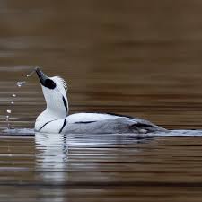 Attēlu rezultāti vaicājumam “Mergus albellus”