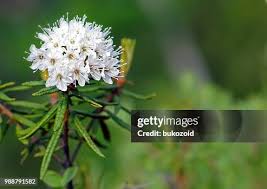 Attēlu rezultāti vaicājumam “Ledum palustre fruit”