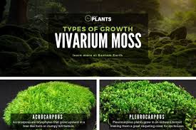 Attēlu rezultāti vaicājumam “Pleurocarpous mosses”