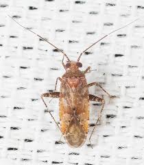 Attēlu rezultāti vaicājumam “Phytocoris varipes”