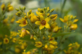 Attēlu rezultāti vaicājumam “Lysimachia vulgaris”