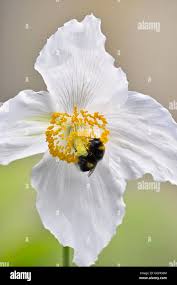 Image result for Meconopsis betonicifolia alba