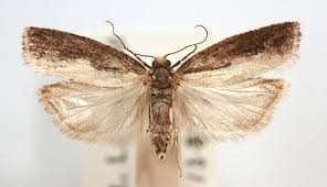 Attēlu rezultāti vaicājumam “Epinotia sordidana”