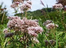 Attēlu rezultāti vaicājumam “Eupatorium cannabinum flower”