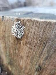 Attēlu rezultāti vaicājumam “Comatricha fragilis macro”