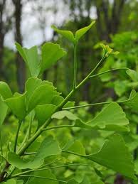 Attēlu rezultāti vaicājumam “Ginkgo biloba leaf”