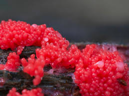 Attēlu rezultāti vaicājumam “Siphoptychium violaceum macro”