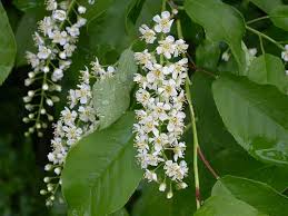 Attēlu rezultāti vaicājumam “Prunus padus var. roseiflora flower”