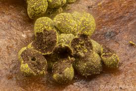 Attēlu rezultāti vaicājumam “Physarum virescens macro”