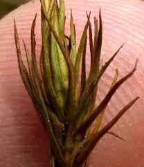 Attēlu rezultāti vaicājumam “Polytrichum juniperinum sporophyte”