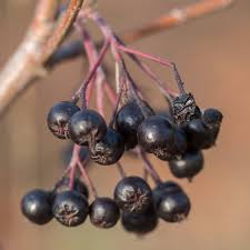 Attēlu rezultāti vaicājumam “Aronia melanocarpa fruit”