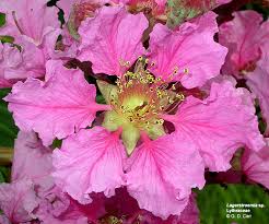 Attēlu rezultāti vaicājumam “Lythraceae”