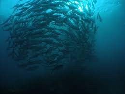 Image result for Chanos chanos