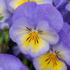 Image result for Viola cornuta