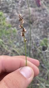 Attēlu rezultāti vaicājumam “Juncaceae”