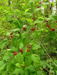 Attēlu rezultāti vaicājumam “Lonicera xylosteum fruit”