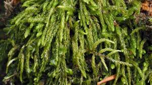 Attēlu rezultāti vaicājumam “Pterigynandrum filiforme”