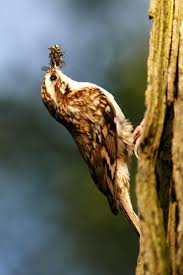 Attēlu rezultāti vaicājumam “Certhia familiaris”