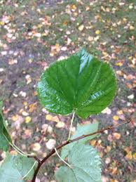 Attēlu rezultāti vaicājumam “Tilia cordata leaf”